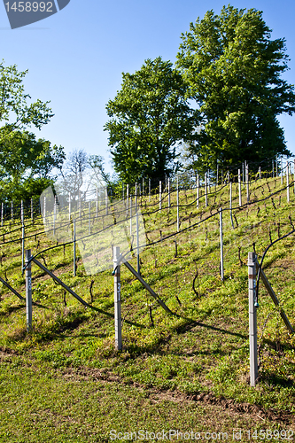Image of Vineyard irrigation system
