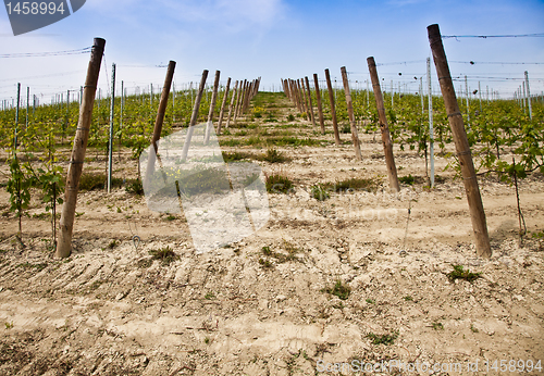 Image of Barbera vineyard - Italy