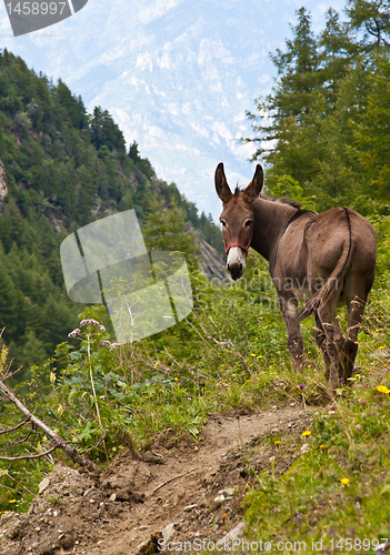 Image of Donkey on Italian Alps