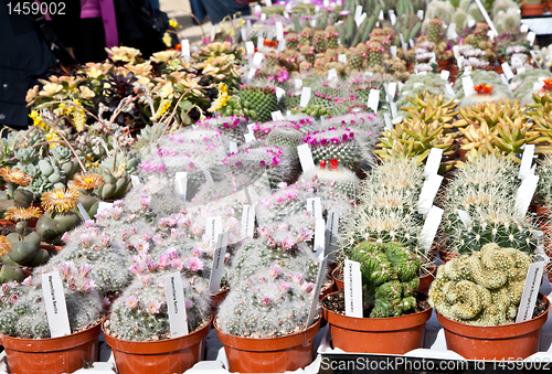 Image of Cactus plant