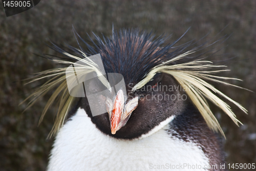 Image of Rockhopper Penguin
