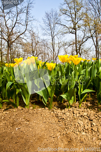 Image of Tulips - Golden varietie