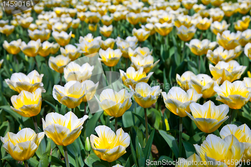 Image of Tulips - Jaap Groot varieties
