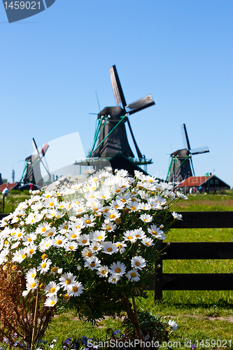 Image of Flowers in Holland