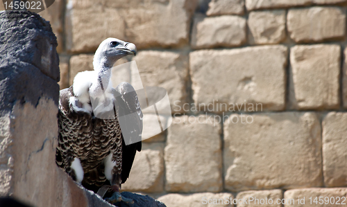 Image of Vulture