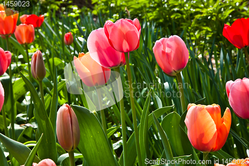 Image of Spring tulips impregnated by the sun