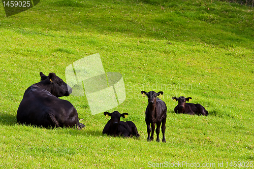Image of Calfs in the field