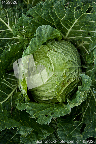 Image of Cabbage