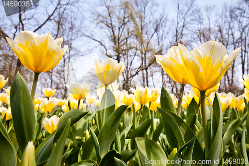 Image of Tulips - Jaap Groot varieties
