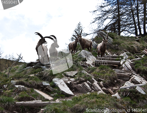 Image of Capra Ibex - Italian Alps