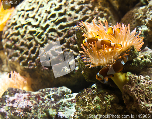 Image of Coral Reef