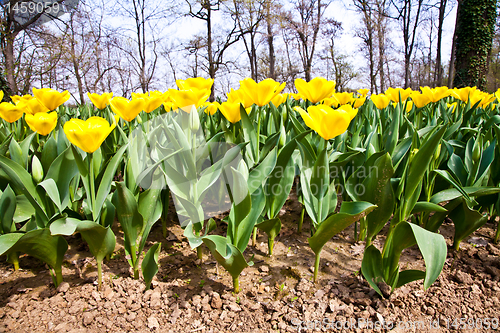 Image of Tulips - Golden varietie