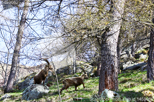 Image of Capra Ibex - Italy