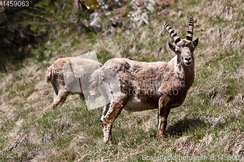Image of Capra Ibex - Italian Alps