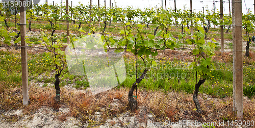 Image of Barbera vineyard - Italy