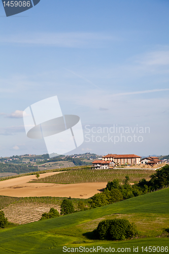 Image of Italian vineyard: Monferrato