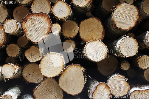 Image of Log pile