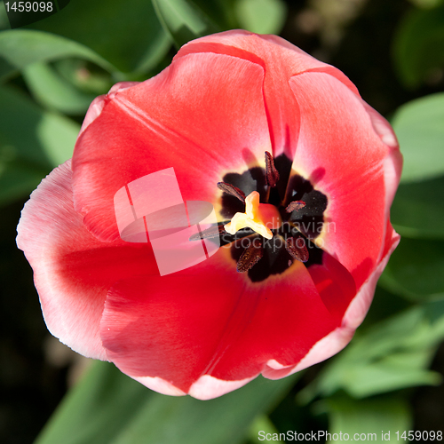 Image of Spring tulips impregnated by the sun