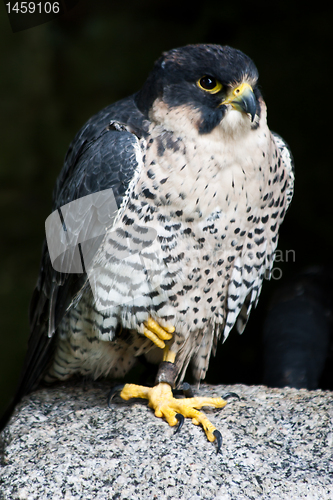 Image of Falcon