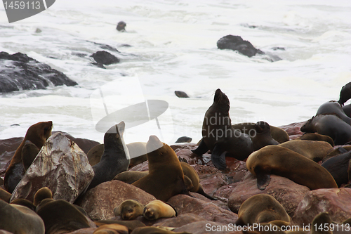 Image of Brown Fur Seal (Arctocephalus pusillus)