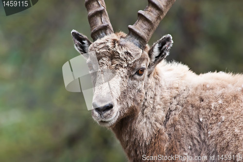 Image of Capra Ibex - Italian Alps