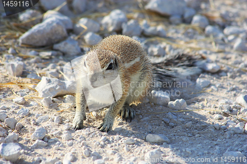 Image of Cape Ground Squirrel (Xerus inauris)