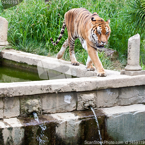 Image of Danger: hungry tiger