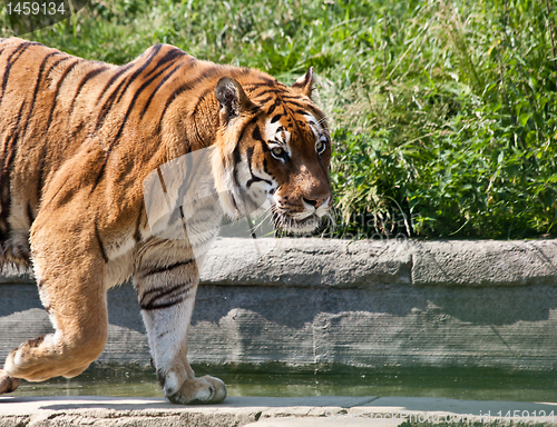 Image of Walking tiger (Panthera Tigris)