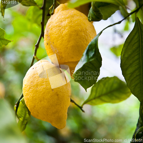 Image of Lemon