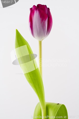 Image of Tulip isolated