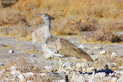 Image of Kori Bustard - lateral view