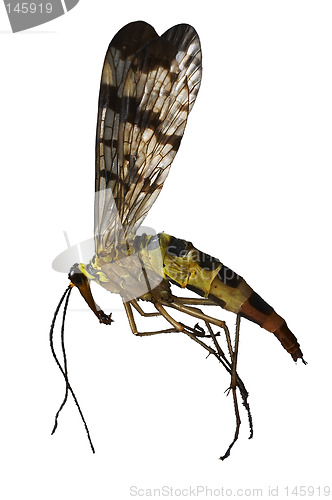 Image of Wasp