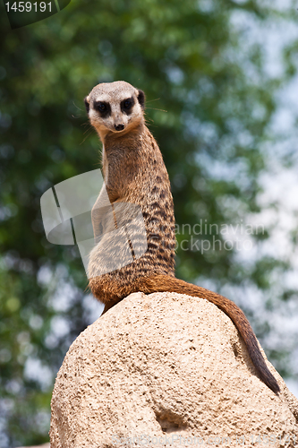 Image of Suricata suricatta