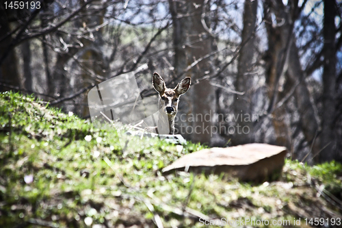 Image of Capreolus capreolus - Italy