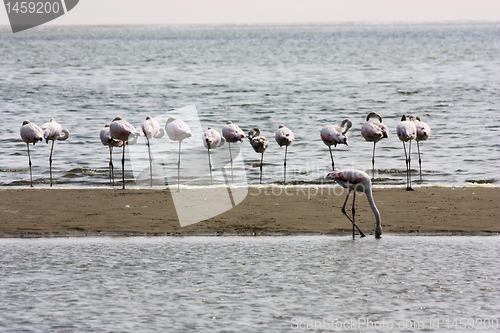 Image of Phoenicopterus roseus