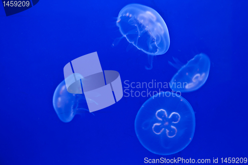 Image of Jellyfish on blue