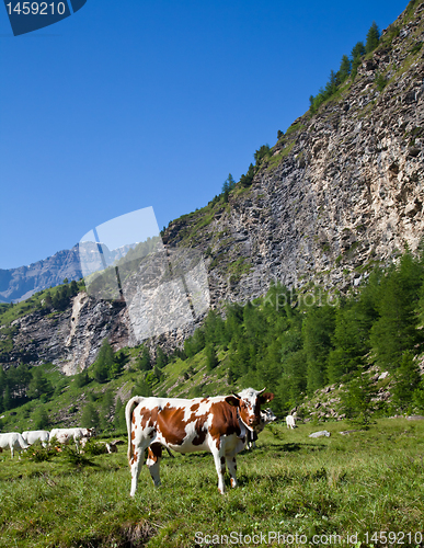 Image of Cows and Italian Alps