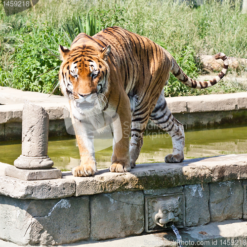 Image of Walking tiger (Panthera Tigris)