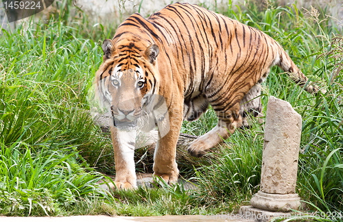 Image of Danger: hungry tiger