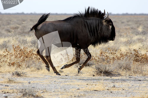 Image of  gnu