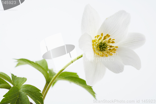 Image of Isolated white flower