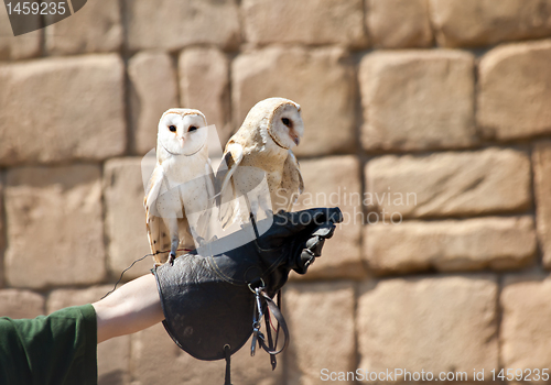 Image of Barn Owl (Tyto Alba)