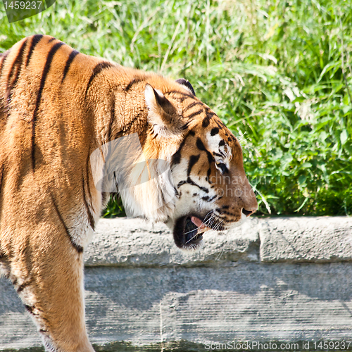 Image of Walking tiger (Panthera Tigris)