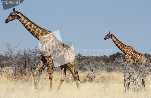 Image of Group of giraffes