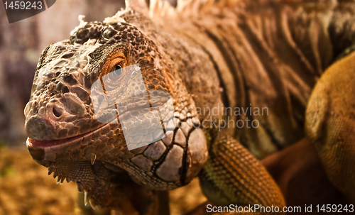 Image of Green Iguana