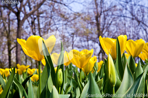 Image of Tulips - Golden varietie