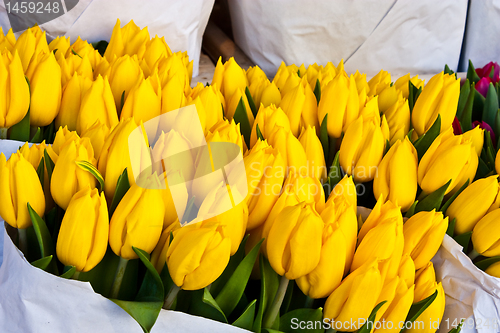 Image of Amsterdam flowers market