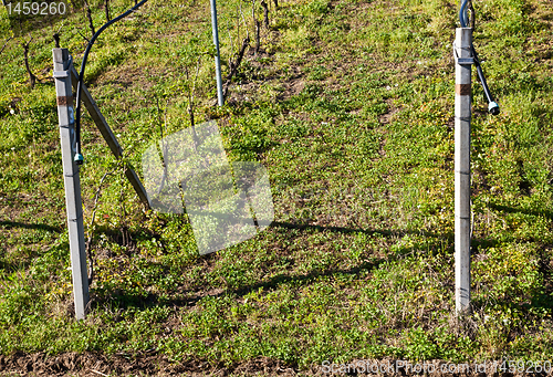 Image of Vineyard irrigation system