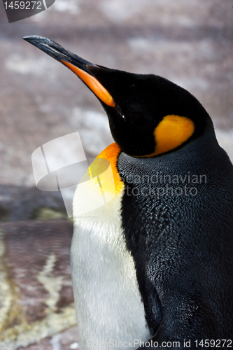 Image of King Penguin