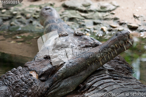 Image of Crocodylidae